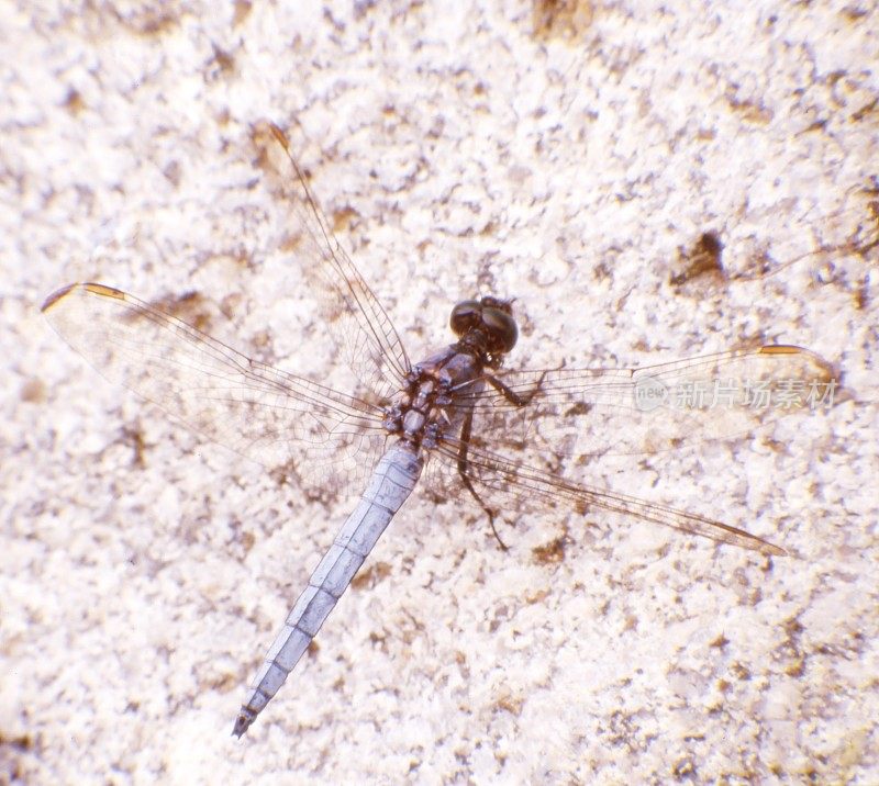 龙骨Skimmer (Orthetrum coerulescens)雄性